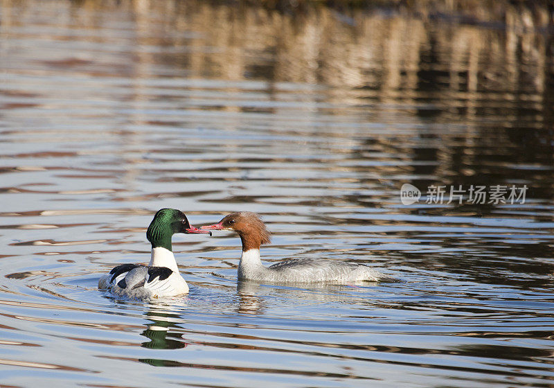 一对Goosander / Common Merganser